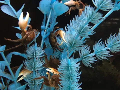 Blue-toned evergreen needles and warm brown seed pods
