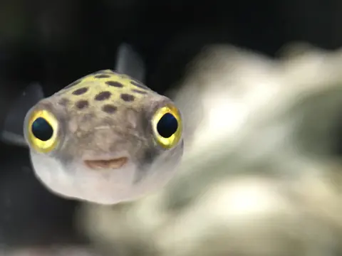 A small fish facing the camera with bright yellow-ringed eyes