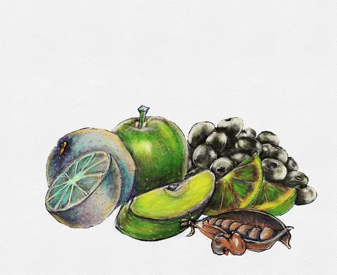 Illustrated still life of green fruit and a cut lime