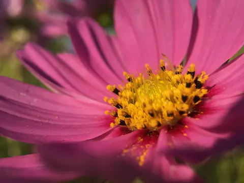 Pink flower macro photograph