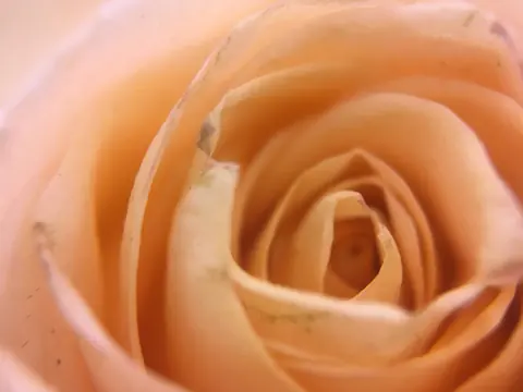 Soft peach rose petals in a close-up photograph