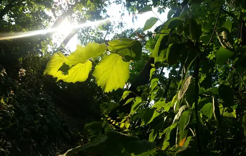 Sunlight shining through green leaves against a dark woodland background