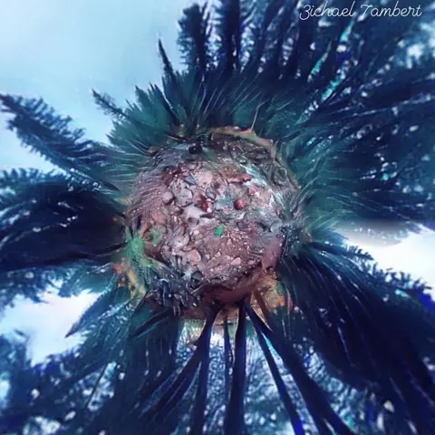 Trees and branches radiating around the center of a circular photographic world