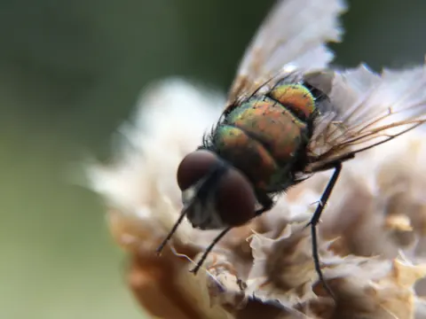 Macro photograph of an insect with intricate wings and a green body